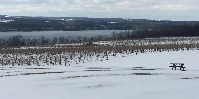 imgi_15_Winter-Vineyard-by-Sanders-scaled-e1701962429860